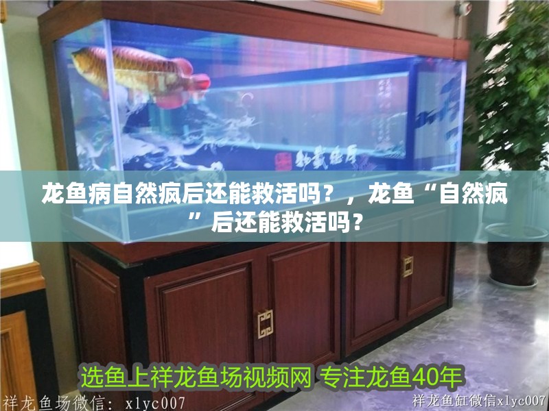 龍魚病自然瘋后還能救活嗎？，龍魚“自然瘋”后還能救活嗎？