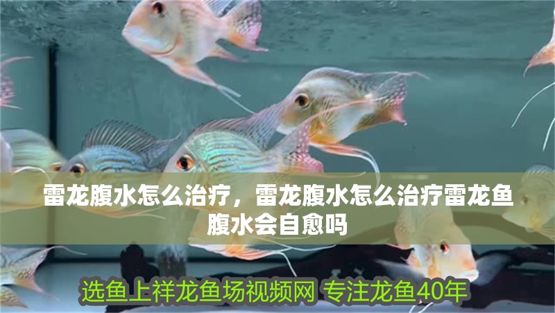 雷龍腹水怎么治療，雷龍腹水怎么治療雷龍魚腹水會自愈嗎