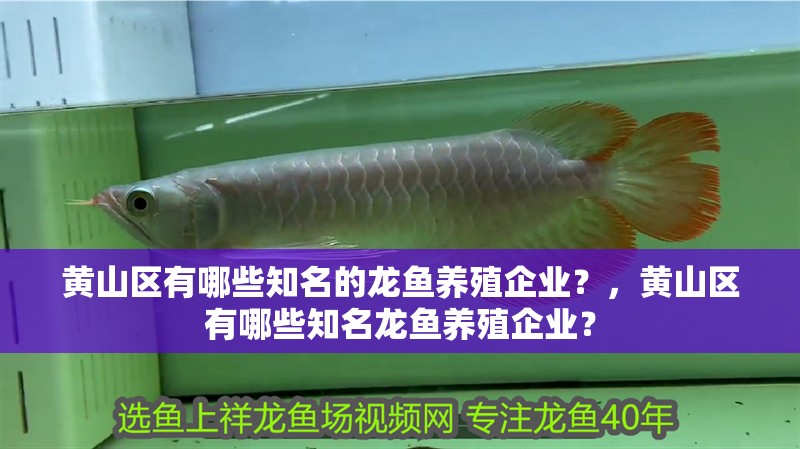 黃山區(qū)有哪些知名的龍魚(yú)養(yǎng)殖企業(yè)？，黃山區(qū)有哪些知名龍魚(yú)養(yǎng)殖企業(yè)？