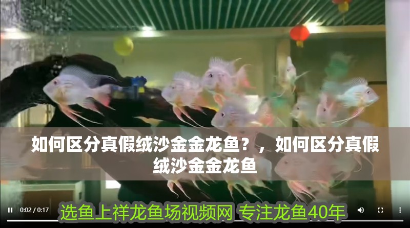 如何區分真假絨沙金金龍魚？，如何區分真假絨沙金金龍魚