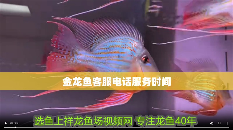 金龍魚客服電話服務時間