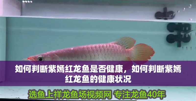 如何判斷紫嫣紅龍魚是否健康，如何判斷紫嫣紅龍魚的健康狀況