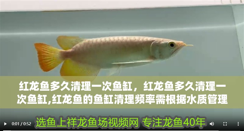 紅龍魚多久清理一次魚缸，紅龍魚多久清理一次魚缸,紅龍魚的魚缸清理頻率需根據水質管理、魚缸大小、過濾系統及飼養密度綜合判斷