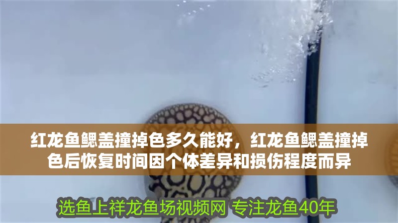紅龍魚鰓蓋撞掉色多久能好，紅龍魚鰓蓋撞掉色后恢復時間因個體差異和損傷程度而異
