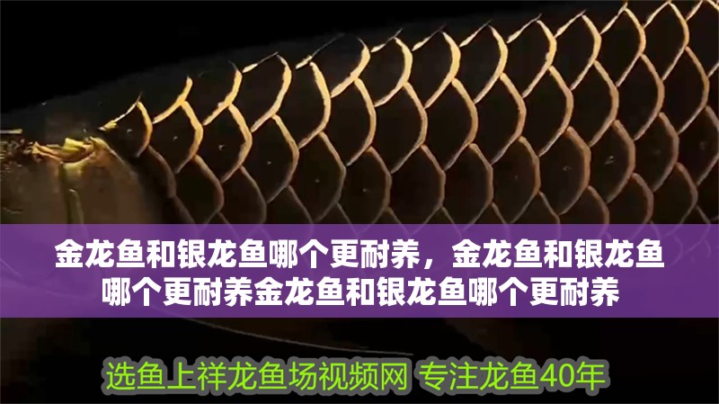思南龍魚有哪些獨特的品種？