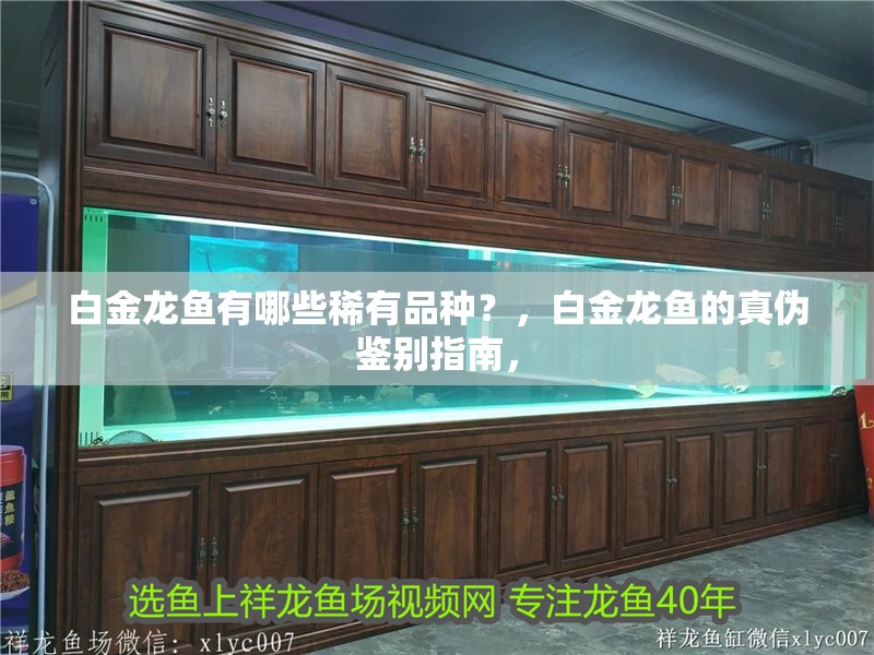 白金龍魚有哪些稀有品種？，白金龍魚的真?zhèn)舞b別指南，