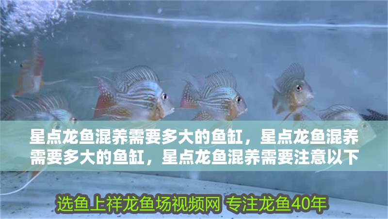 星點龍魚混養需要多大的魚缸，星點龍魚混養需要多大的魚缸，星點龍魚混養需要注意以下幾點