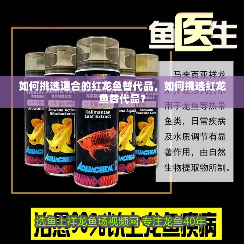 如何挑選適合的紅龍魚替代品，如何挑選紅龍魚替代品？
