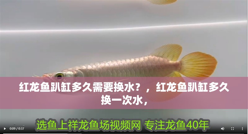 紅龍魚趴缸多久需要換水？，紅龍魚趴缸多久換一次水，