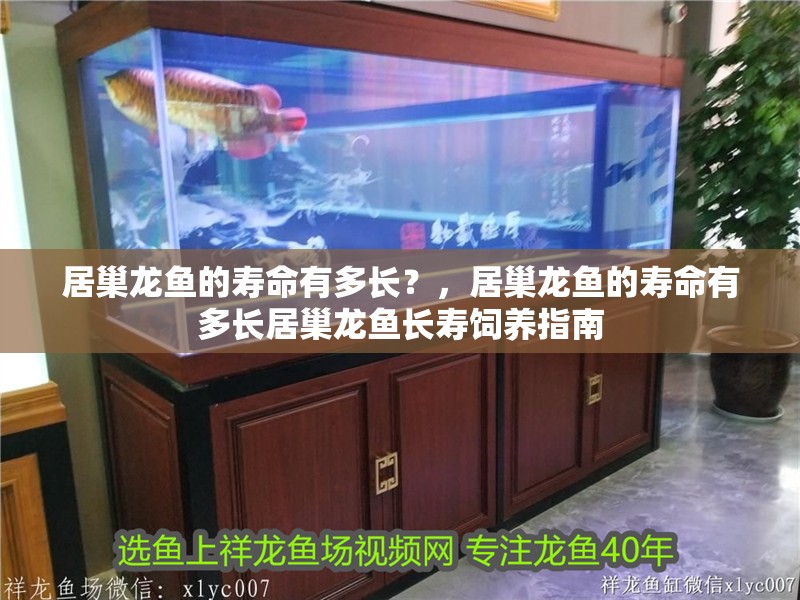小龍魚的繁殖方式是怎樣的？，小龍魚的繁殖方式屬于典型的“口孵型”繁殖方式屬于典型的“口孵型”