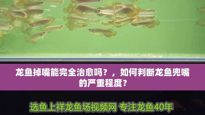 龍魚掉嘴能完全治愈嗎？，如何判斷龍魚兜嘴的嚴重程度？