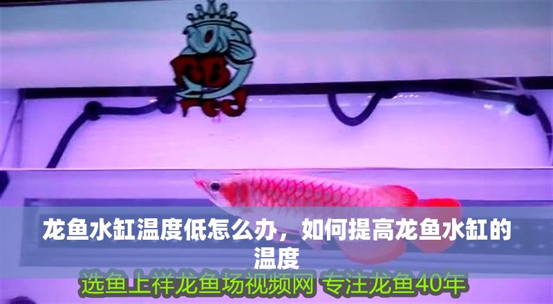 龍魚水缸溫度低怎么辦，如何提高龍魚水缸的溫度