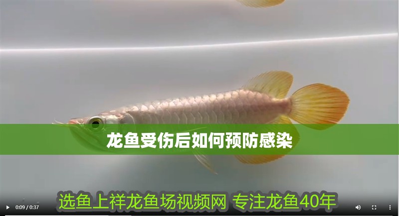 有哪些魚缸環境適合兩種魚，設計魚缸環境選擇適合兩種魚的布局至關重要