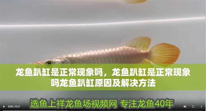 龍魚趴缸是正常現象嗎，龍魚趴缸是正常現象嗎龍魚趴缸原因及解決方法