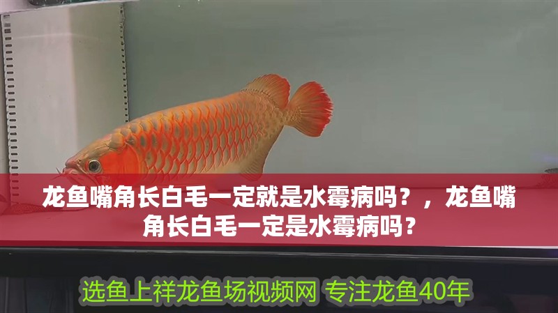龍魚嘴角長白毛一定就是水霉病嗎？，龍魚嘴角長白毛一定是水霉病嗎？