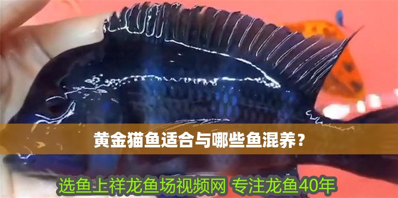黃金貓魚適合與哪些魚混養(yǎng)？