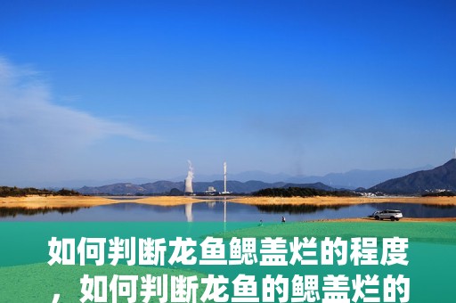如何判斷龍魚鰓蓋爛的程度，如何判斷龍魚的鰓蓋爛的程度