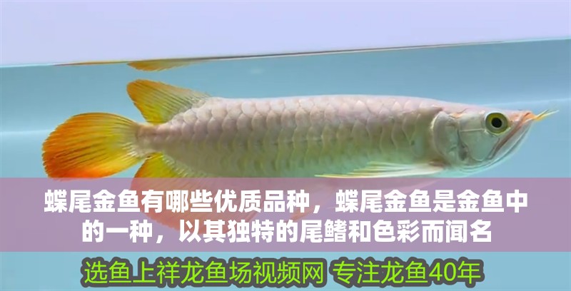 蝶尾金魚有哪些優(yōu)質(zhì)品種，蝶尾金魚是金魚中的一種，以其獨特的尾鰭和色彩而聞名