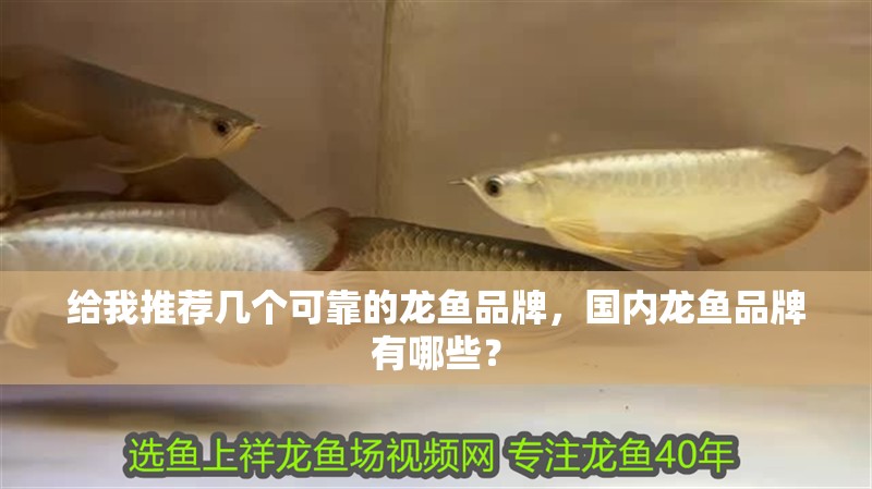給我推薦幾個(gè)可靠的龍魚品牌，國內(nèi)龍魚品牌有哪些？