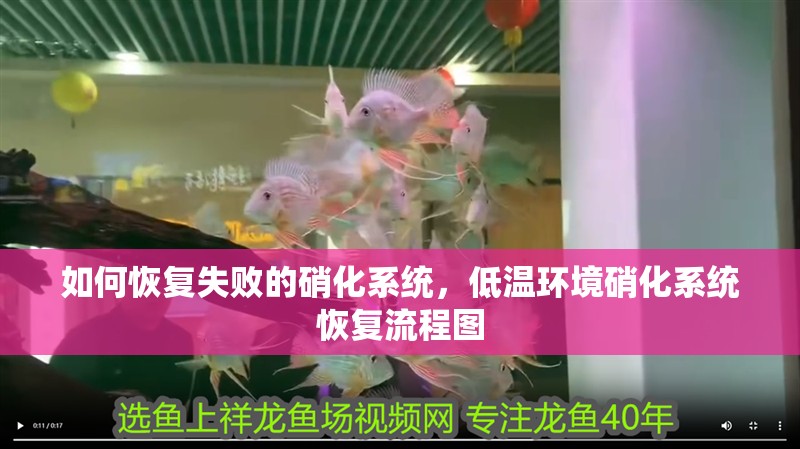 如何恢復失敗的硝化系統，低溫環境硝化系統恢復流程圖