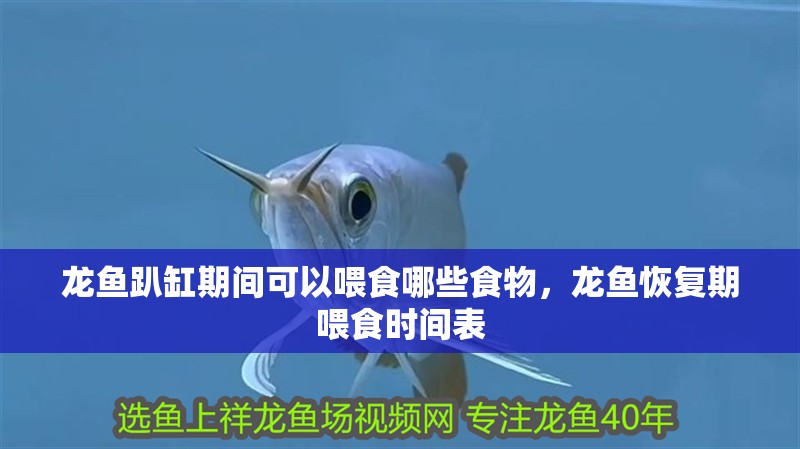 龍魚趴缸期間可以喂食哪些食物，龍魚恢復期喂食時間表