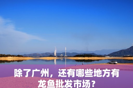 除了廣州，還有哪些地方有龍魚批發市場？