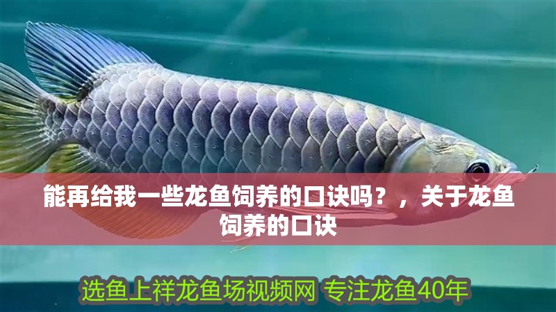 能再給我一些龍魚(yú)飼養(yǎng)的口訣嗎？，關(guān)于龍魚(yú)飼養(yǎng)的口訣