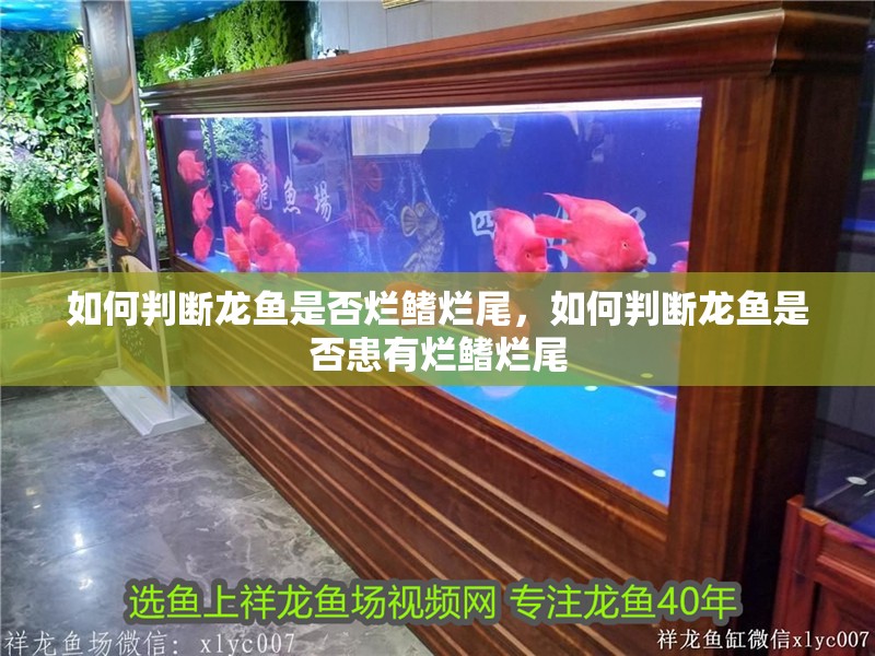 如何判斷龍魚是否爛鰭爛尾，如何判斷龍魚是否患有爛鰭爛尾