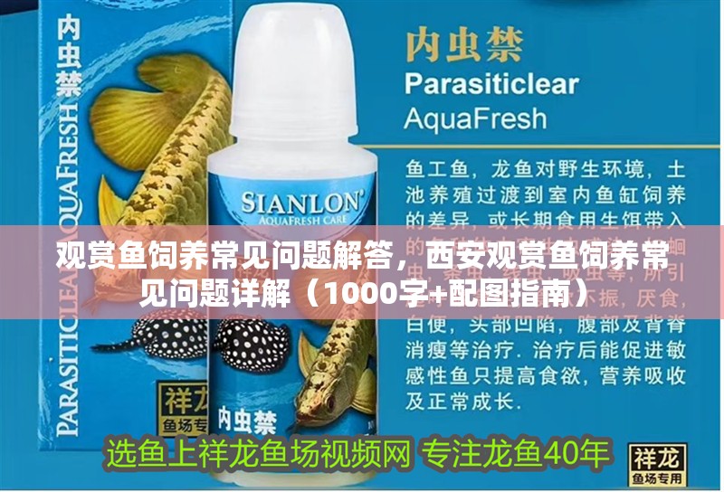 觀賞魚飼養常見問題解答,西安觀賞魚飼養常見問題詳解(1000字+配圖指南)