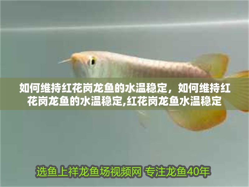 如何維持紅花崗龍魚的水溫穩(wěn)定，如何維持紅花崗龍魚的水溫穩(wěn)定,紅花崗龍魚水溫穩(wěn)定