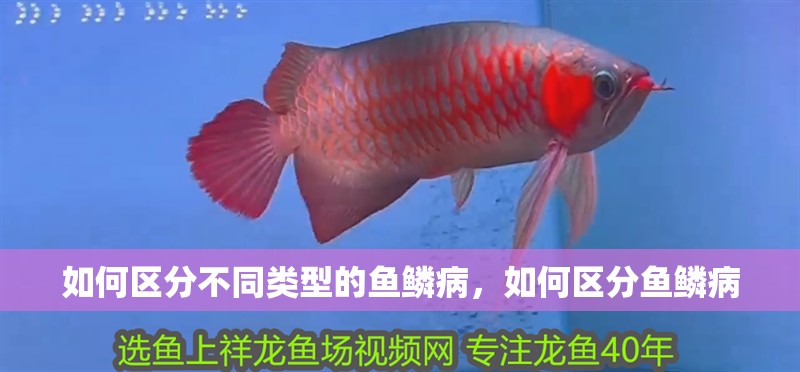 如何區分不同類型的魚鱗病，如何區分魚鱗病