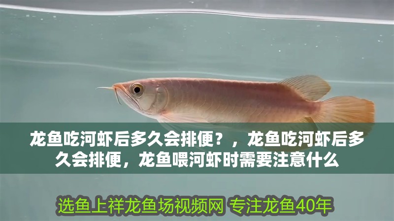 龍魚吃河蝦后多久會排便？，龍魚吃河蝦后多久會排便，龍魚喂河蝦時需要注意什么