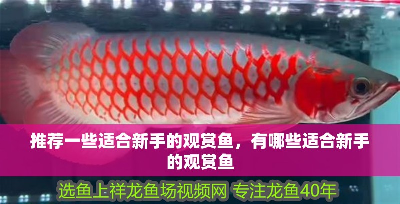 推薦一些適合新手的觀賞魚，有哪些適合新手的觀賞魚