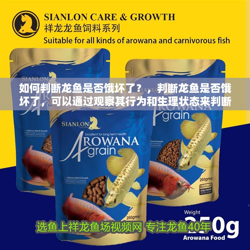 如何判斷龍魚是否餓壞了？，判斷龍魚是否餓壞了，可以通過觀察其行為和生理狀態來判斷