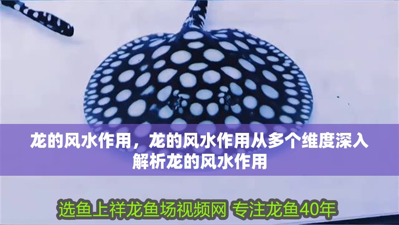 龍的風水作用，龍的風水作用從多個維度深入解析龍的風水作用