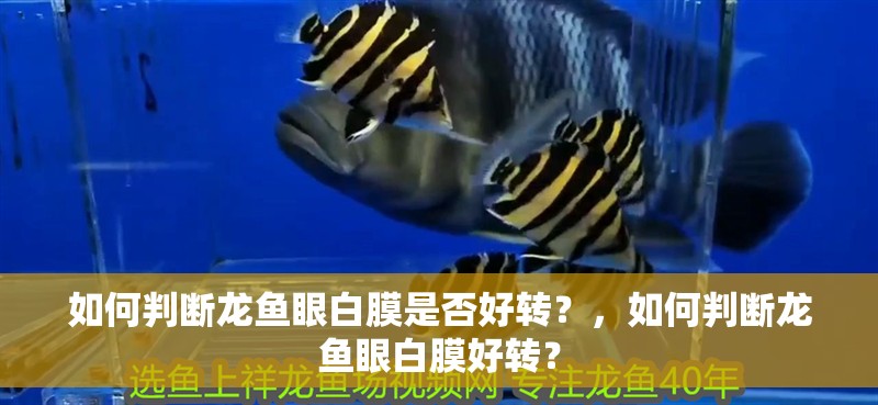 如何判斷龍魚眼白膜是否好轉？，如何判斷龍魚眼白膜好轉？