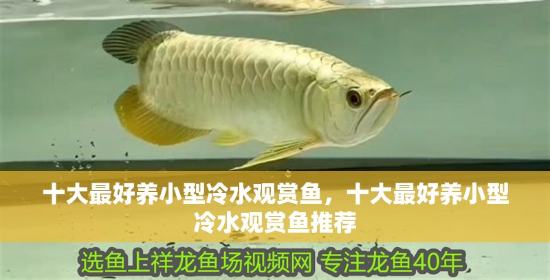 十大最好養小型冷水觀賞魚，十大最好養小型冷水觀賞魚推薦