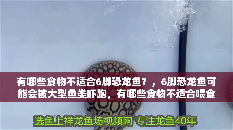 有哪些食物不適合6腳恐龍魚？，6腳恐龍魚可能會被大型魚類嚇跑，有哪些食物不適合喂食