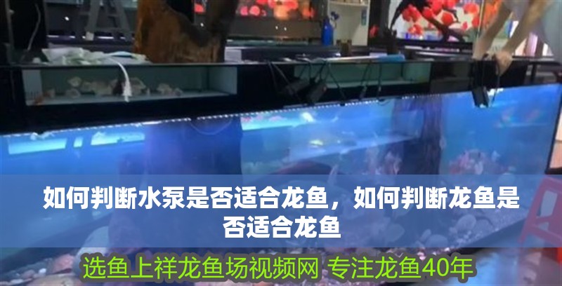 如何判斷水泵是否適合龍魚，如何判斷龍魚是否適合龍魚