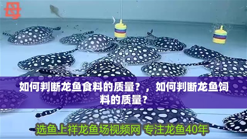 如何判斷龍魚食料的質量？，如何判斷龍魚飼料的質量？