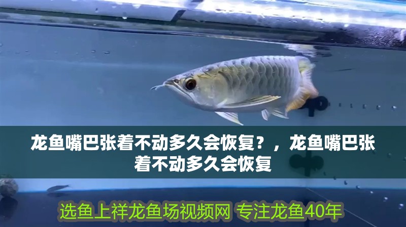 龍魚嘴巴張著不動多久會恢復？，龍魚嘴巴張著不動多久會恢復