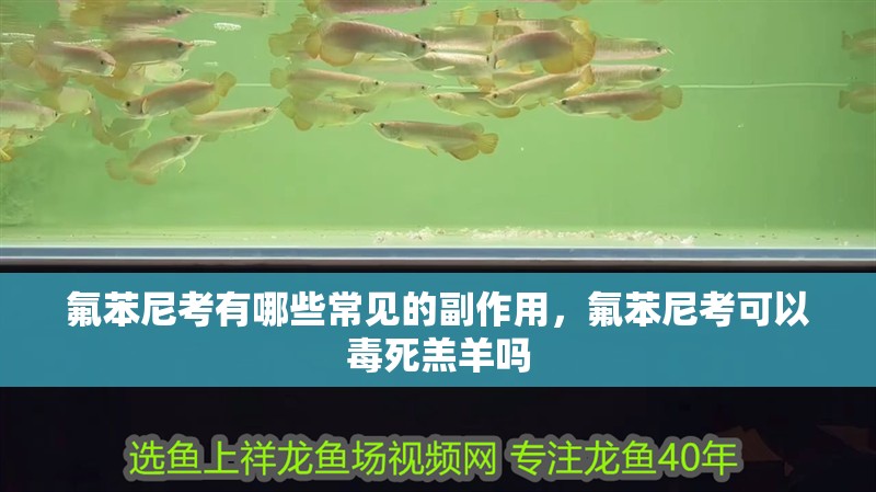氟苯尼考有哪些常見的副作用，氟苯尼考可以毒死羔羊嗎