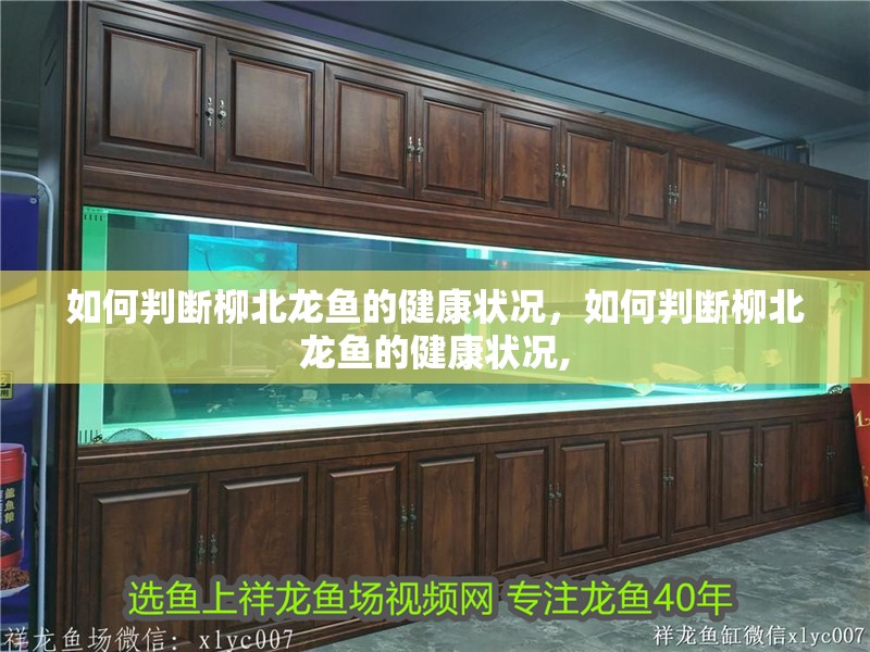 如何判斷柳北龍魚的健康狀況，如何判斷柳北龍魚的健康狀況,