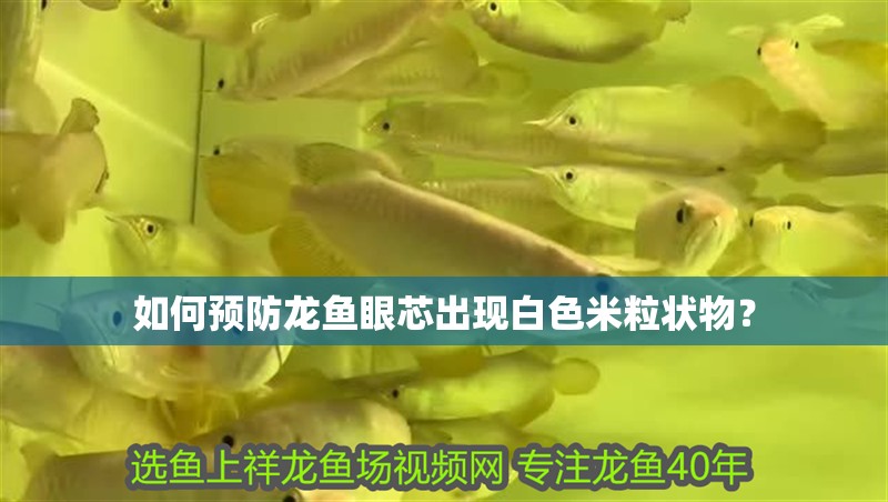 如何預(yù)防龍魚眼芯出現(xiàn)白色米粒狀物？