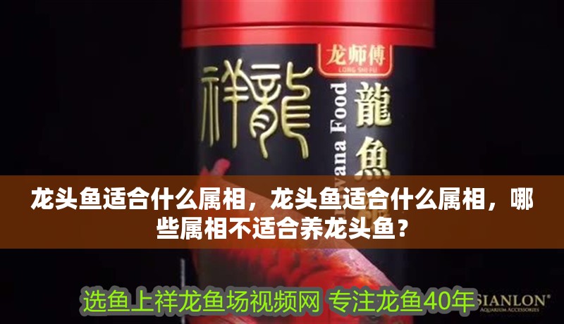 龍頭魚適合什么屬相，龍頭魚適合什么屬相，哪些屬相不適合養(yǎng)龍頭魚？
