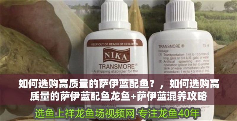 如何選購(gòu)高質(zhì)量的薩伊藍(lán)配魚？，如何選購(gòu)高質(zhì)量的薩伊藍(lán)配魚龍魚+薩伊藍(lán)混養(yǎng)攻略
