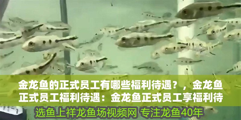 金龍魚的正式員工有哪些福利待遇？，金龍魚正式員工福利待遇：金龍魚正式員工享福利待遇