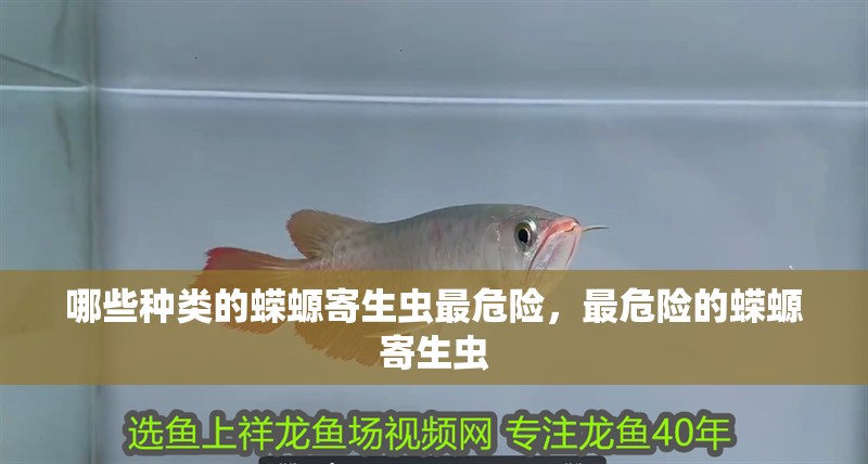 哪些種類的蠑螈寄生蟲(chóng)最危險(xiǎn)，最危險(xiǎn)的蠑螈寄生蟲(chóng)