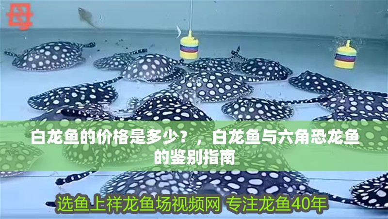 白龍魚的價格是多少？，白龍魚與六角恐龍魚的鑒別指南