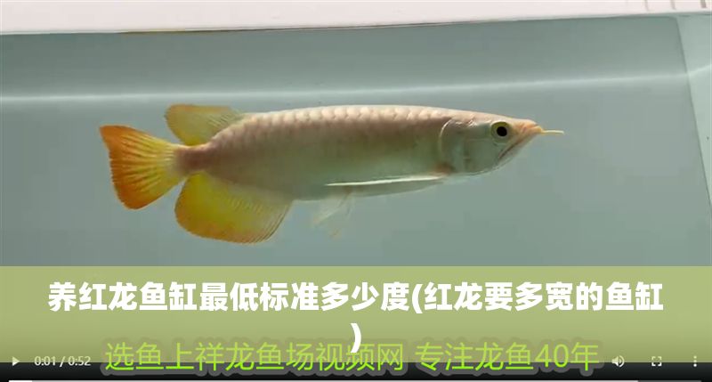 養(yǎng)紅龍魚(yú)缸最低標(biāo)準(zhǔn)多少度(紅龍要多寬的魚(yú)缸)